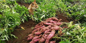 销售自家种植的无化肥无农药的绿色无公害红薯